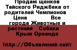 Продам щенков Тайского Риджбека от родителей Чемпионов › Цена ­ 30 000 - Все города Животные и растения » Собаки   . Крым,Ореанда